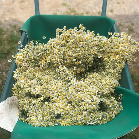 La Casella Antico Feudo Di Campagna Séjour à la campagne Ficulle